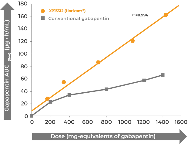 Gabapentin Absorption