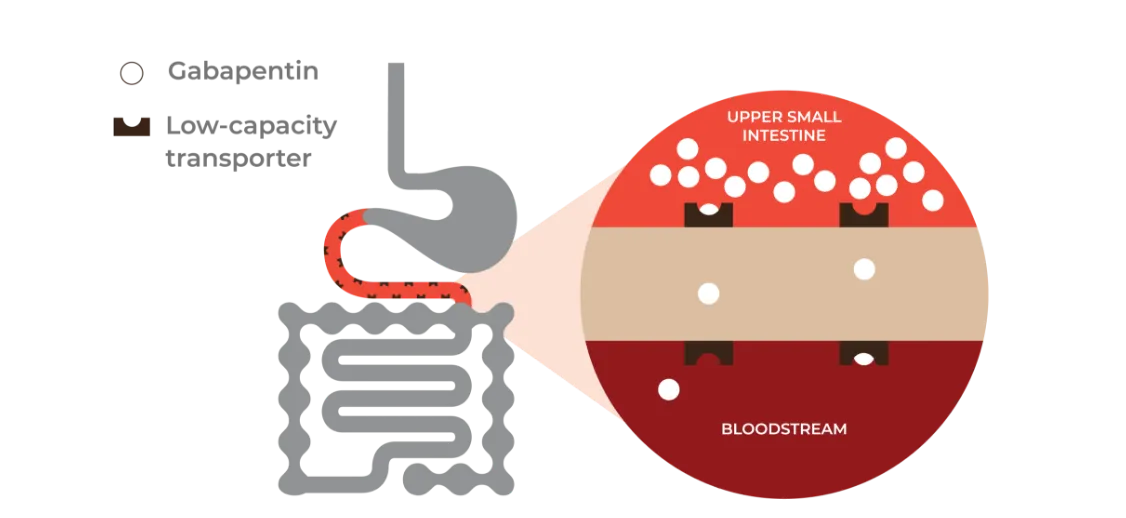 Gabapentin Absorption